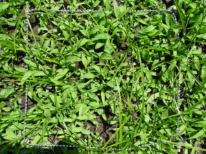 Campo de control sin abono verde