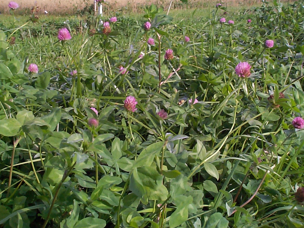 El papel de las leguminosas en agricultura ecológica
