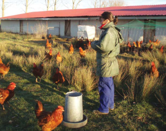 “Uno de los mayores retos con los que me encontré fue aprender a producir, ya que no había manual de cómo criar aves en ecológico”
