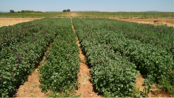 La quinoa un cultivo de futuro en agricultura ecológica