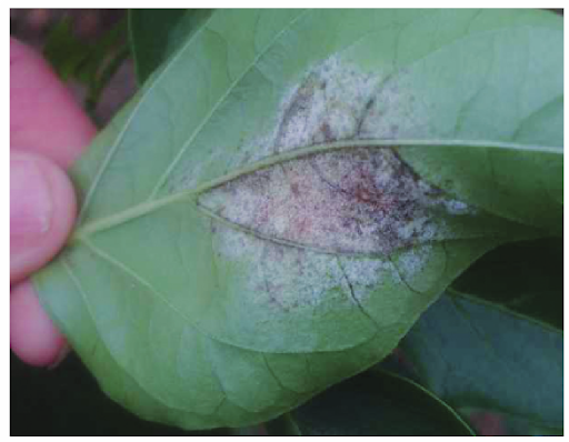 AMPELOMYCES QUISQUALIS
