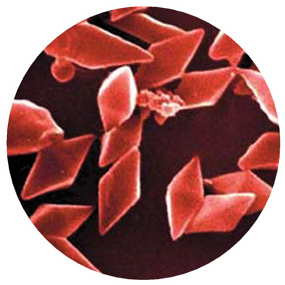 Bt, Bacillus Thuringiensis