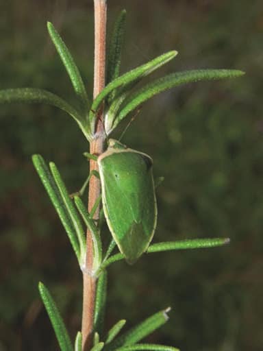 CHINCHE VERDE