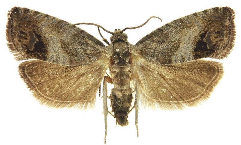 CARPOCAPSA
