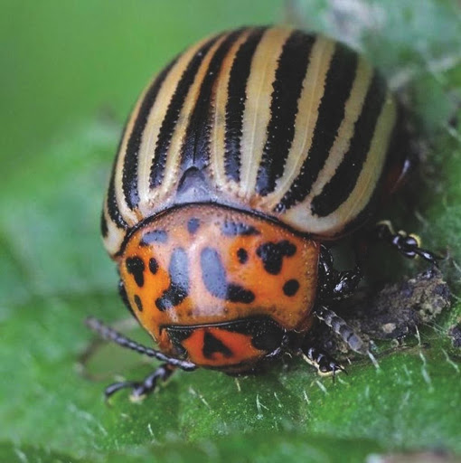 ESCARABAJO DE LA PATATA