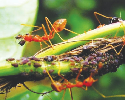HORMIGAS