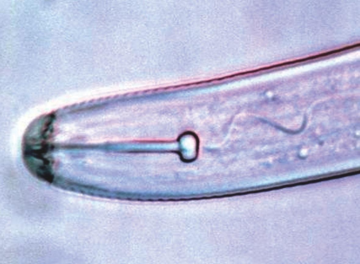 NEMATODOS