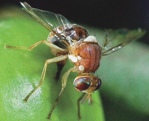 MOSCA DEL OLIVO