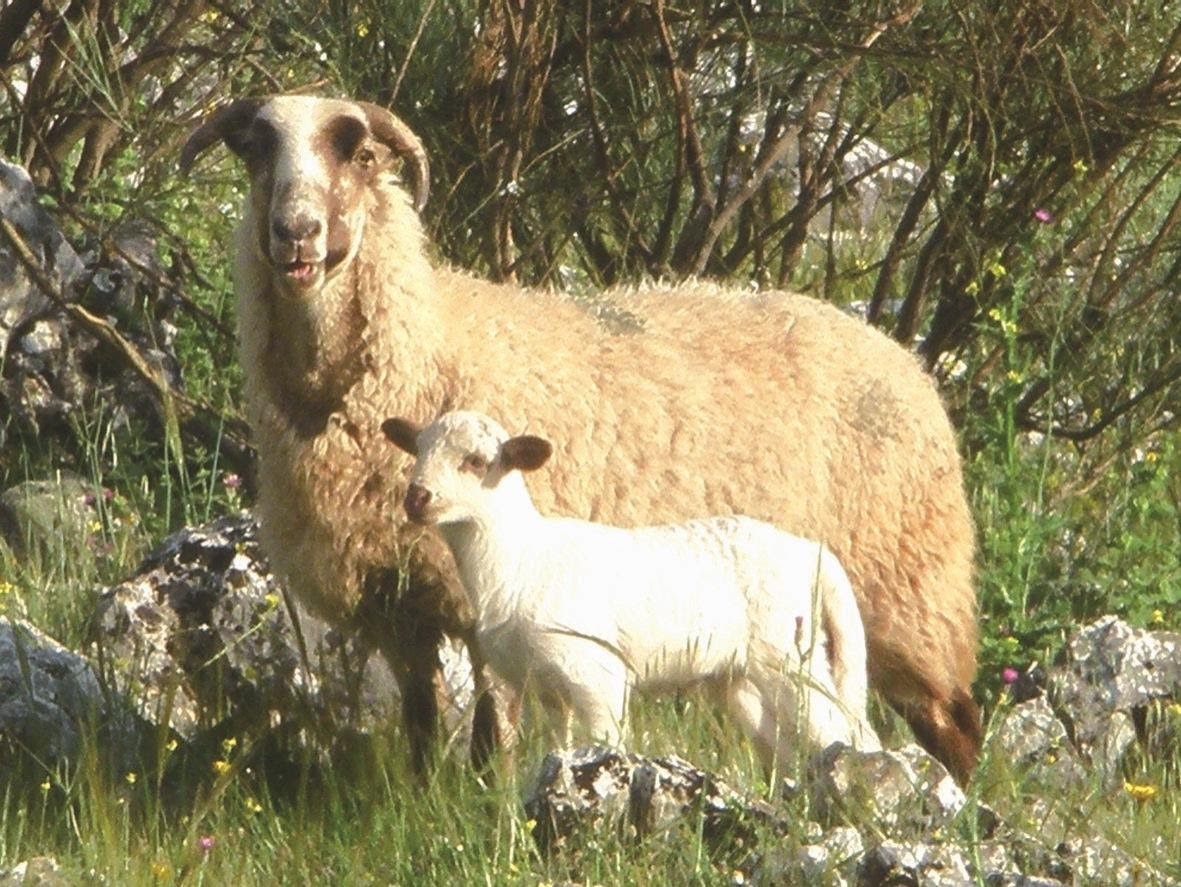 RAZA OVINA LOJEÑA