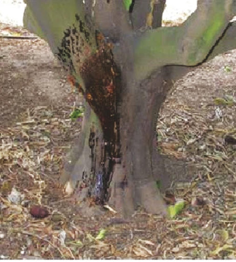 PHYTOPHTHORA  EN CÍTRICOS Y AGUACATE