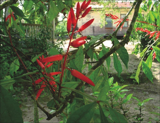 Quassia amara