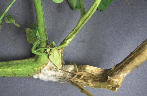 SCLEROTINIA