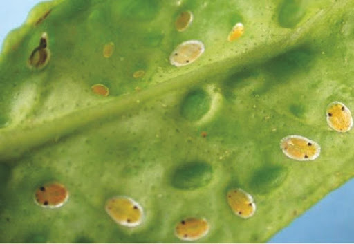 TRIOZA ERYTREAE
