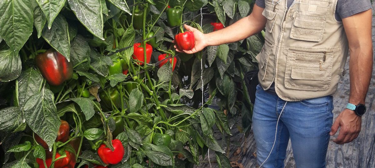 Soy un miembro activo de cualquier movimiento o iniciativa  que ayude al rescate y consolidación  de los valores de la producción ecológica