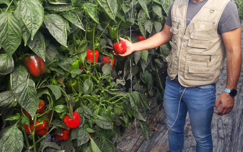 Soy un miembro activo de cualquier movimiento o iniciativa  que ayude al rescate y consolidación  de los valores de la producción ecológica