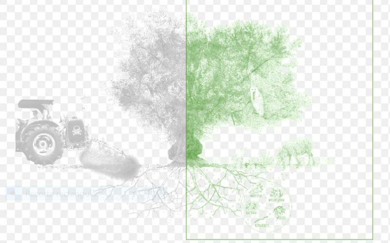 El modelo ecológico mejora la salud del suelo del olivar