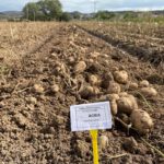 Campos de ensayo de variedades de patata adaptadas al cultivo ecológico. Consumo y producto local en el Geoparque de la UNESCO Las Loras