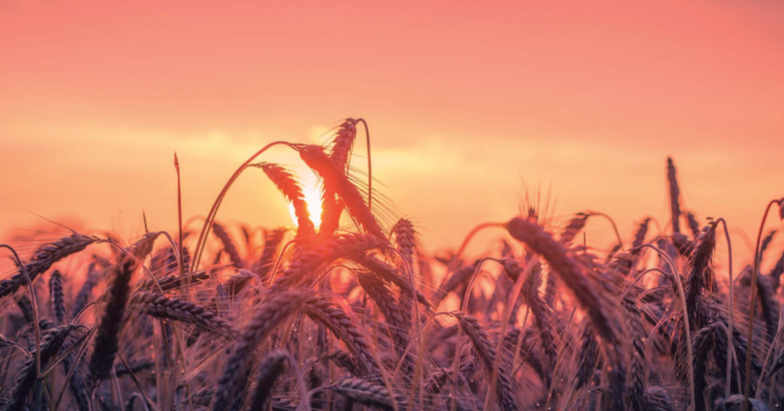 Una app para ayudar a prevenir los impactos del cambio climático en el sector agrario