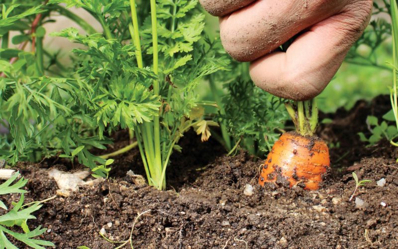 La biodiversidad del suelo: importancia, amenazas y su influencia en la salud humana