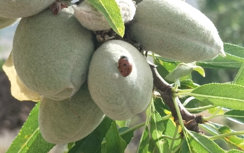 La superficie cultivada en agricultura ecológica crece un 9,80% en la Región de Murcia en el último año