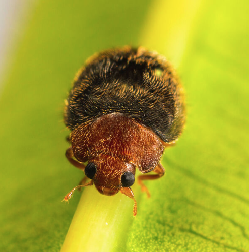 Rhyzobug, un coccinélido depredador que se alimenta de piojo rojo de California y piojo blanco