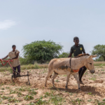 Difundiendo la tracción animal en el Valle del Río Senegal