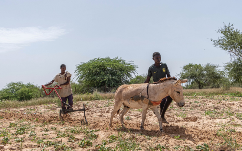 Difundiendo la tracción animal en el Valle del Río Senegal