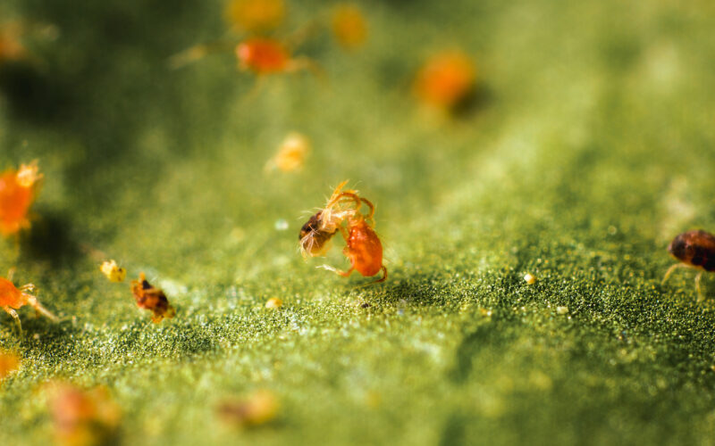 Cómo un pequeño ácaro depredador sentó las bases del biocontrol actual