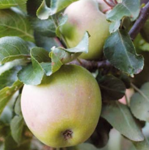 PERO ARAGÓN  Malus domestica Borkh