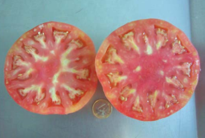 TOMATE ROSADET DE SA VALL