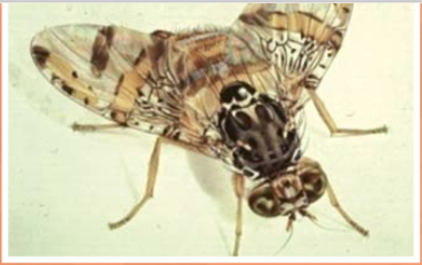 MOSCA  DE LA FRUTA