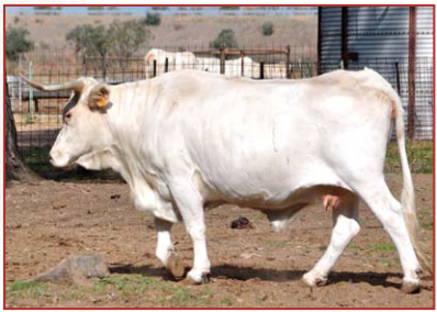RAZA BOVINA  BLANCA CACEREÑA