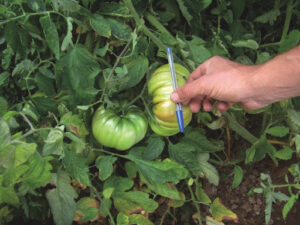 TOMATE DEL PAÍS (El Bierzo, León)
