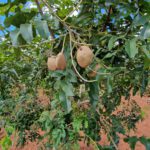 coop_int_revistaae_54_seae_rebibir_ase_almendrachiquitana_prodruccion_agroecologica2