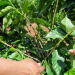 coop_int_revistaae_54_seae_rebibir_ase_almendrachiquitana_prodruccion_agroecologica6