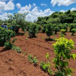 coop_int_revistaae_54_seae_rebibir_ase_almendrachiquitana_prodruccion_agroecologica7