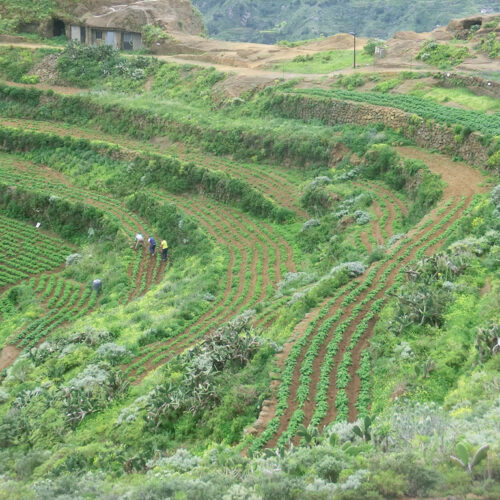 La Soberanía Alimentaria en San Cristóbal de La Laguna