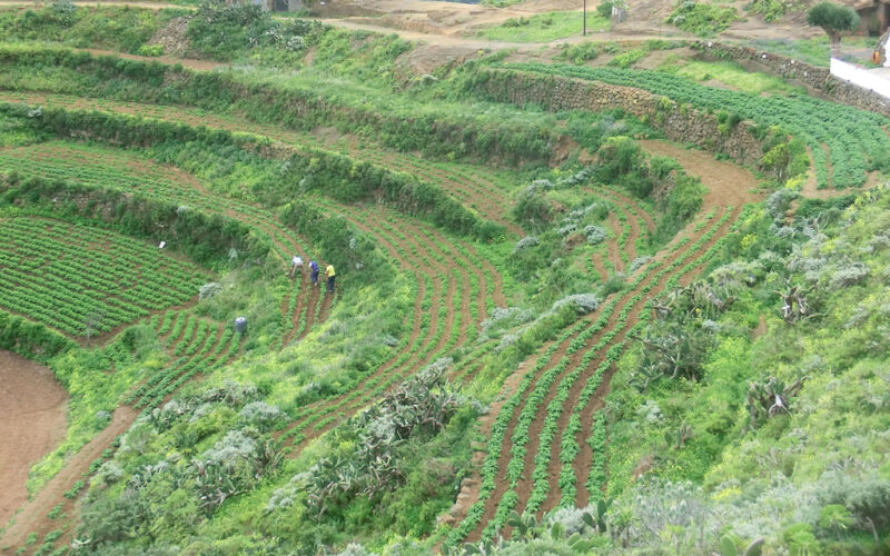 La Soberanía Alimentaria en San Cristóbal de La Laguna