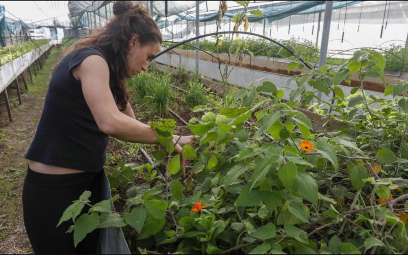 “De un campo deforestado de secano a un bosque comestible”