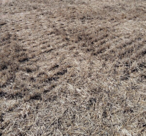 Suelo cubierto con mulch de paja tras la cosecha de cereal (Navarra).