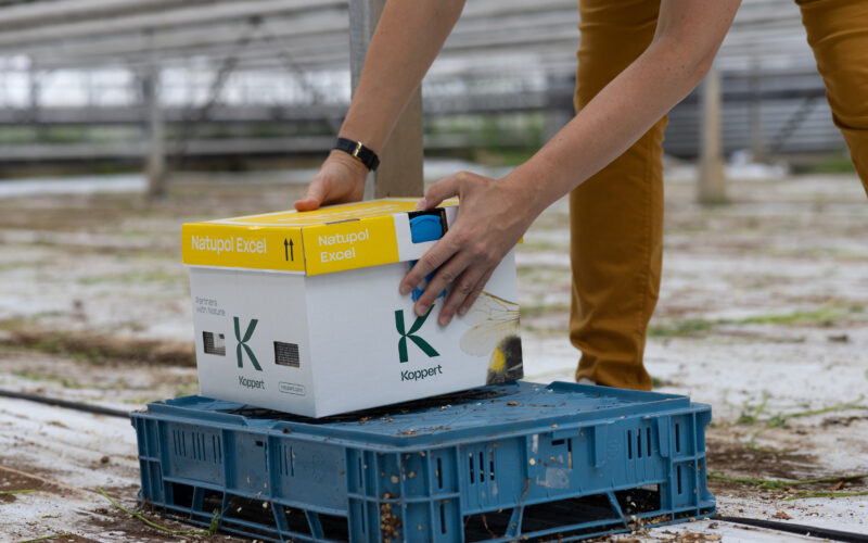 Las colmenas Natupol de Koppert, ahora con menos plástico y mejor rendimiento con temperaturas extremas