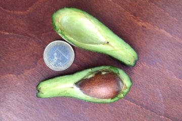 Se abre un proceso participativo para el cultivo de aguacates adaptados a la península ibérica