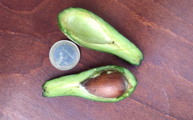 Se abre un proceso participativo para el cultivo de aguacates adaptados a la península ibérica