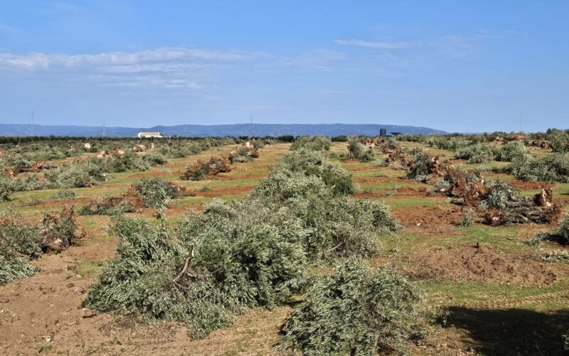 «La historia milenaria de un mar de olivos a punto de desaparecer»
