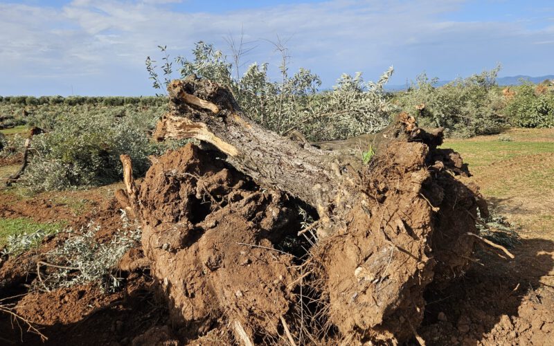 La Plataforma Campiña Norte contra las Megaplantas Solares continua luchando por la defensa del olivar loperano y la agricultura