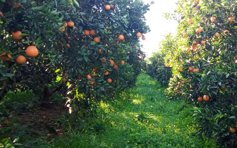 Las cubiertas vegetales te dan otra oportunidad