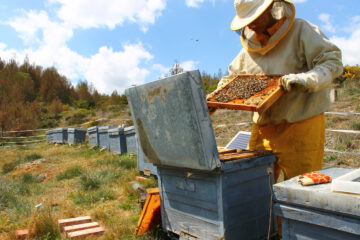 ¿Cómo influye el pecoreo de las abejas en la biodiversidad?