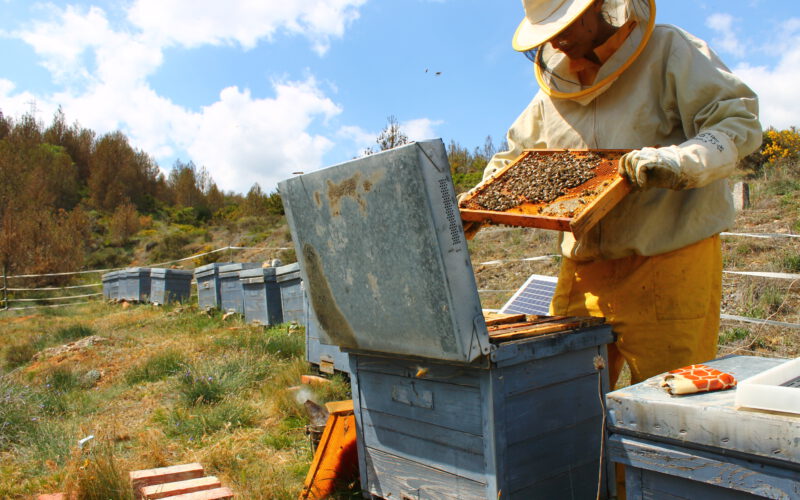 ¿Cómo influye el pecoreo de las abejas en la biodiversidad?
