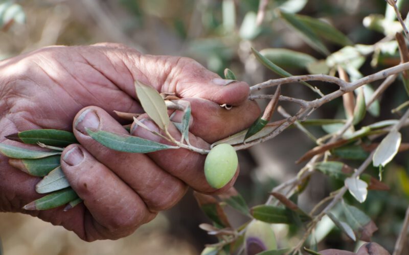 El campo en manos de unos pocos: el nuevo modelo agrícola impuesto por los fondos de inversión