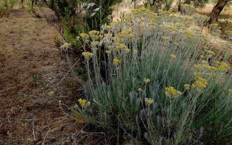 El poder de la biodiversidad: Una experiencia en el olivar